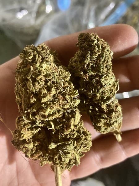 Sour Diesel cannabis strain, community photo 2