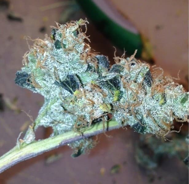 Sour Diesel cannabis strain, community photo 5