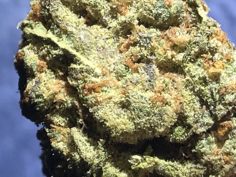 Sour Dubble cannabis strain, community photo 4