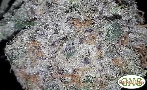 Sour Grape cannabis strain, community photo 1