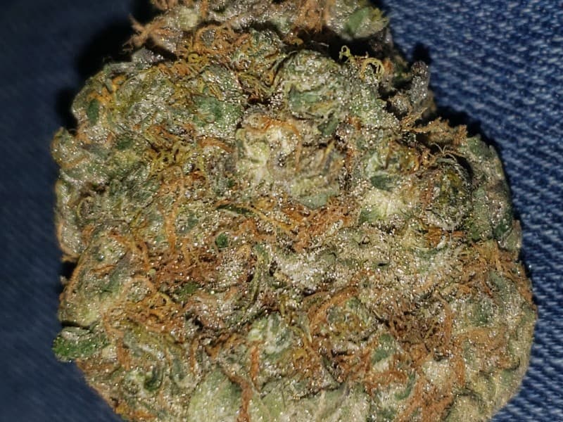Sour Jack cannabis strain, community photo 3