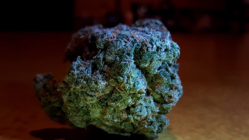 Sour Jack cannabis strain, community photo 4