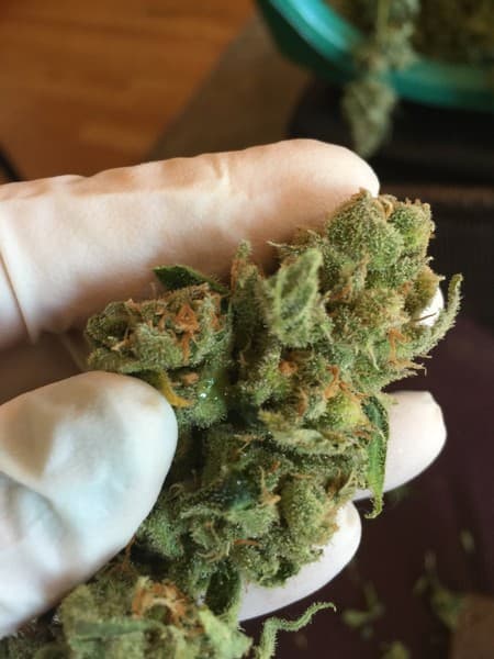 Sour Jack cannabis strain, community photo 5