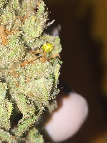 Sour Jack cannabis strain, community photo 6