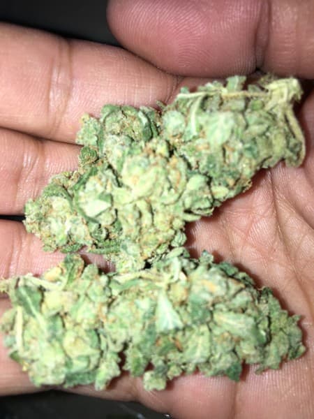 Sour Jack cannabis strain, community photo 8