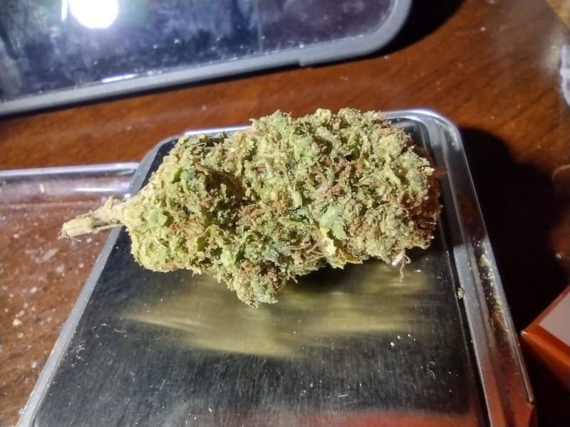 Sour Joker cannabis strain, community photo 3