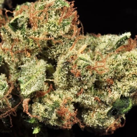 Sour Joker cannabis strain, community photo 4