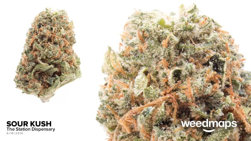 Sour Kush cannabis strain, community photo 3