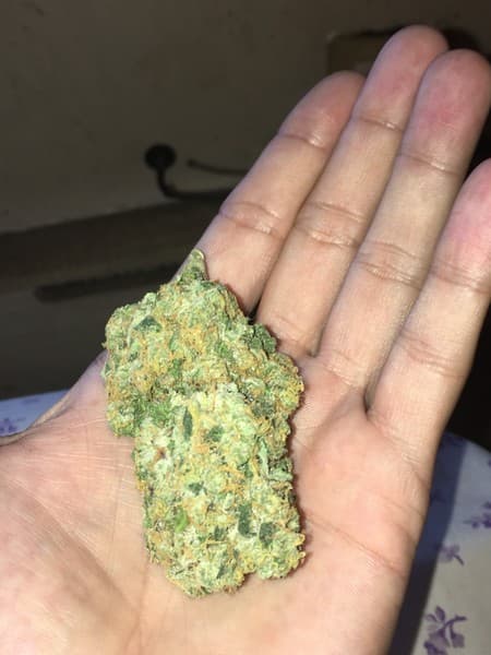 Sour Kush cannabis strain, community photo 7