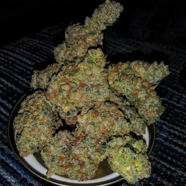 Sour Kush cannabis strain, community photo 8