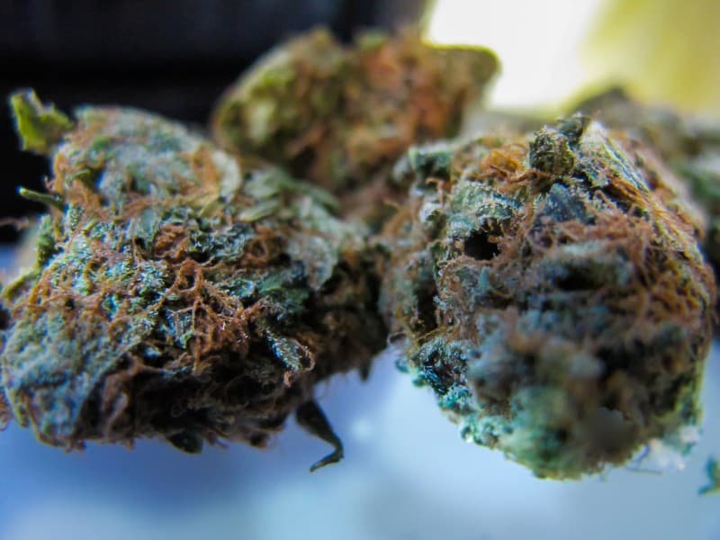 Sour Kush cannabis strain, community photo 9