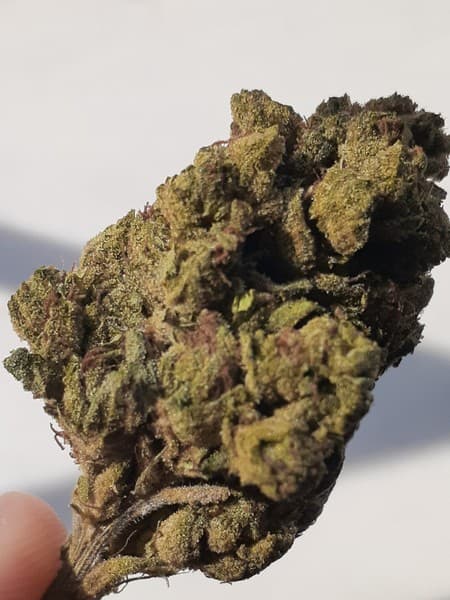 Sour Mango cannabis strain, community photo 1