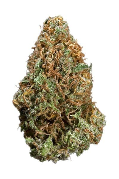 Sour Mango cannabis strain, community photo 2