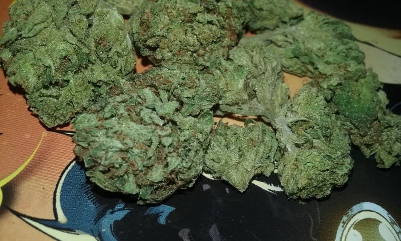 Sour OG cannabis strain, community photo 10
