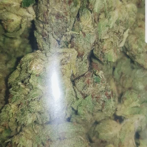 Sour OG cannabis strain, community photo 2