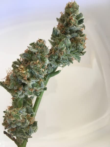 Sour OG cannabis strain, community photo 3