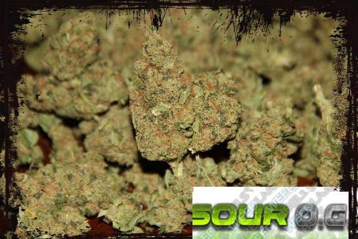 Sour OG cannabis strain, community photo 6