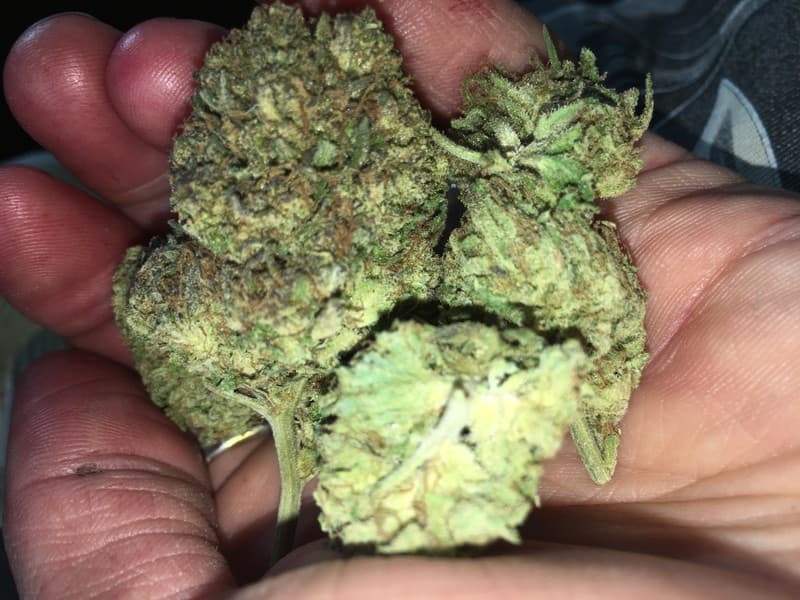 Sour OG cannabis strain, community photo 7