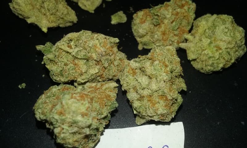 Sour OG cannabis strain, community photo 9