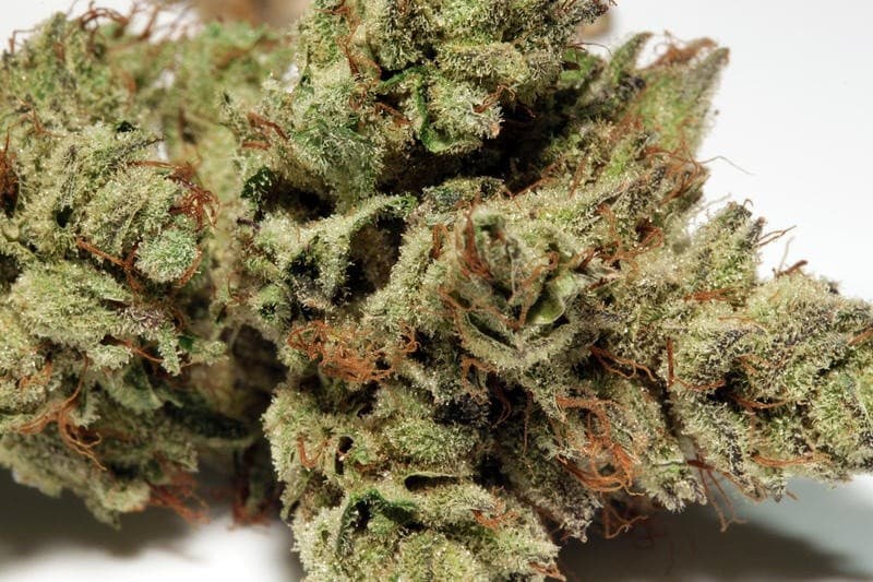 Sour Power cannabis strain, community photo 1