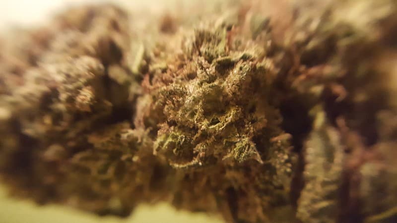 Sour Tangie cannabis strain, community photo 1