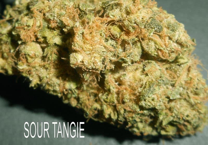 Sour Tangie cannabis strain, community photo 2