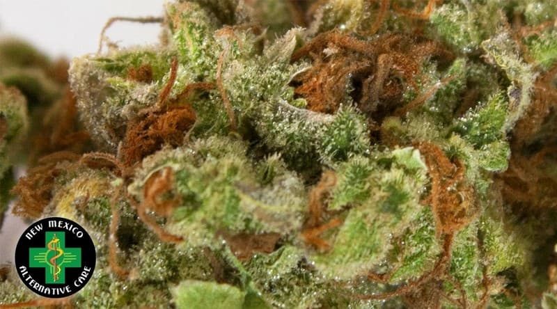 Sour Tangie cannabis strain, community photo 3