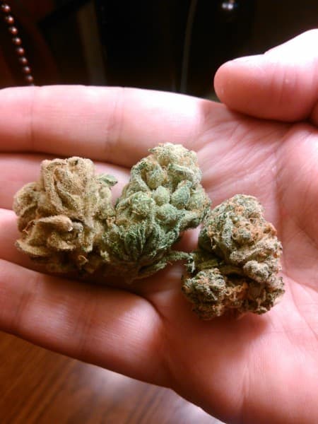 Sour Tangie cannabis strain, community photo 8