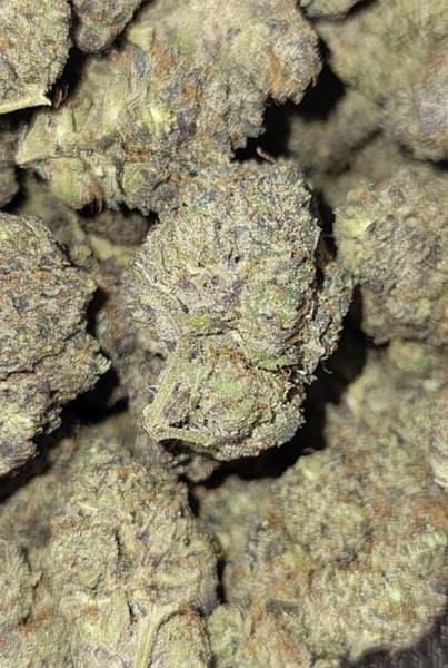 Space Cake cannabis strain, community photo 1
