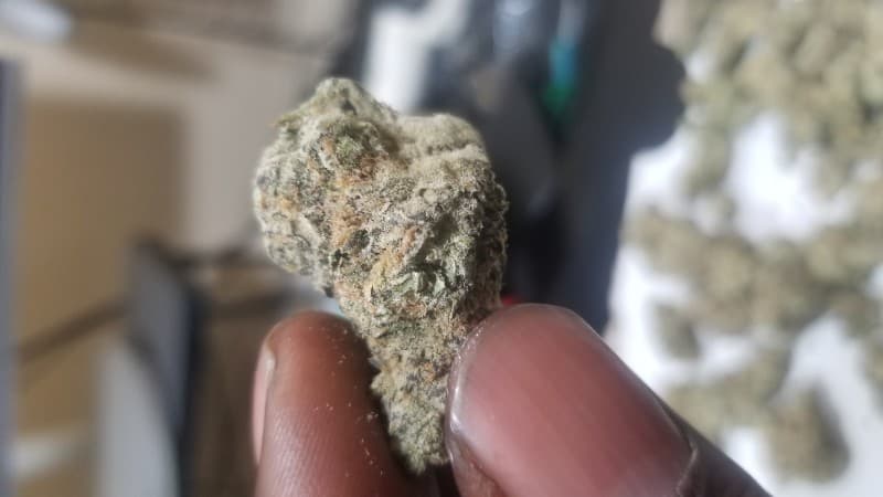 Space Cake cannabis strain, community photo 3