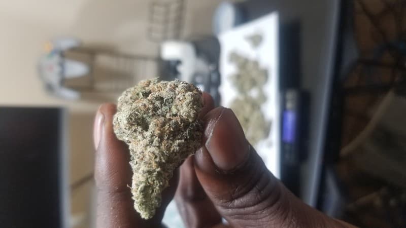 Space Cake cannabis strain, community photo 4