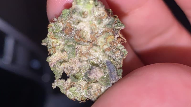 Space Cake cannabis strain, community photo 5
