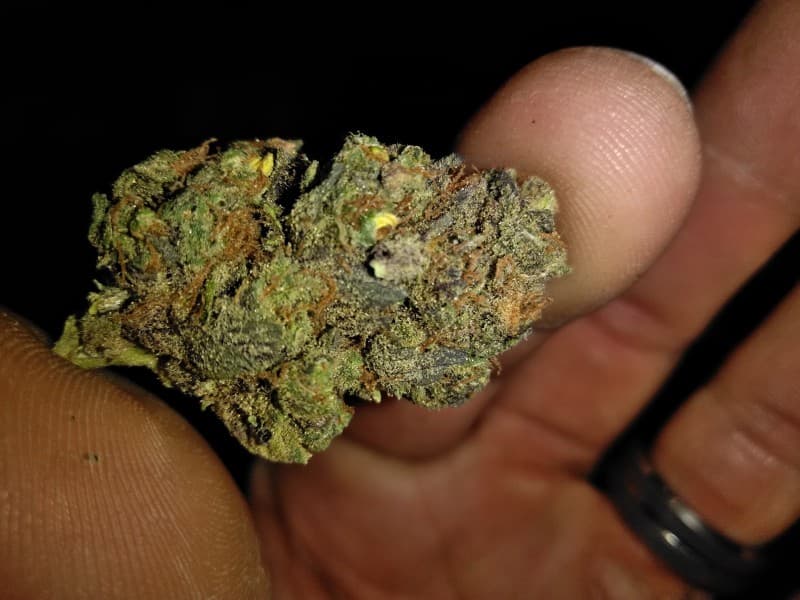 Space Candy cannabis strain, community photo 3
