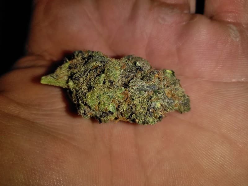 Space Candy cannabis strain, community photo 4