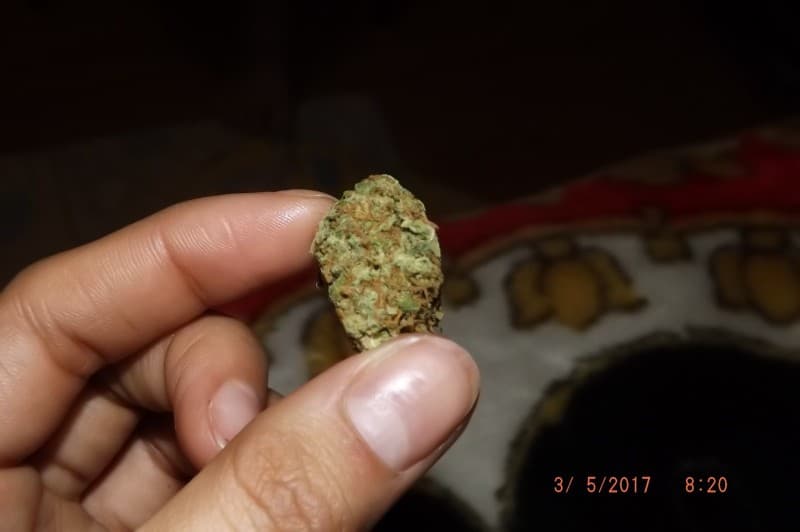 Space Candy cannabis strain, community photo 7