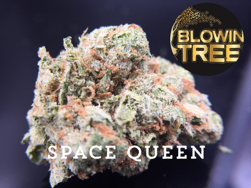 Space Queen cannabis strain, community photo 3