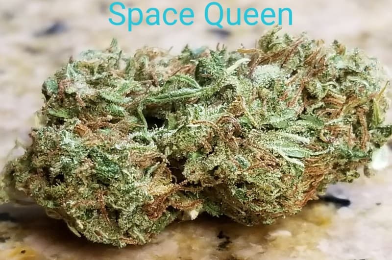 Space Queen cannabis strain, community photo 6