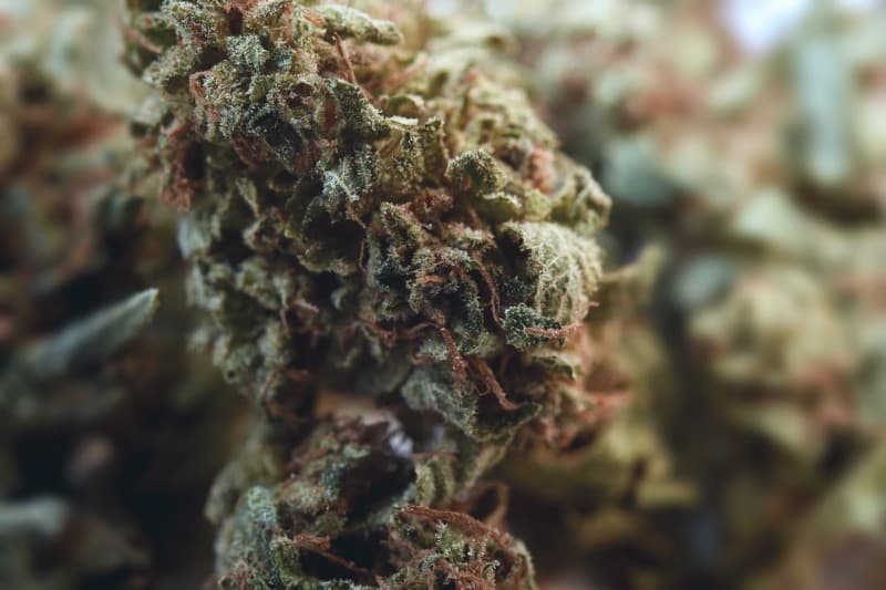 Space Queen cannabis strain, community photo 8