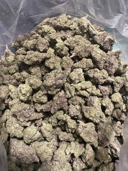 Spritzer cannabis strain, community photo 5