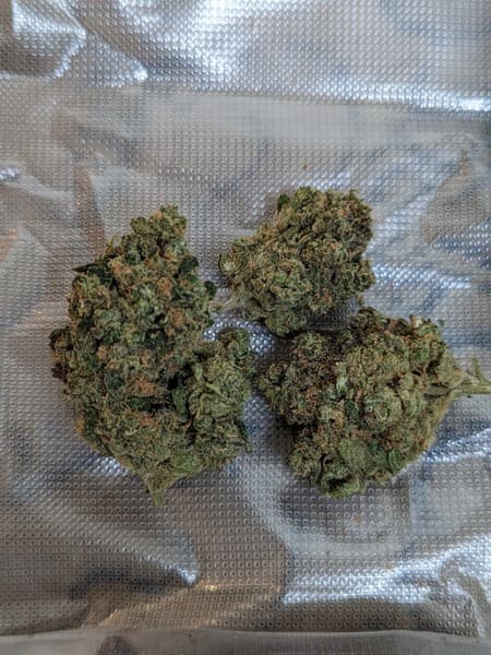 Spritzer cannabis strain, community photo 6