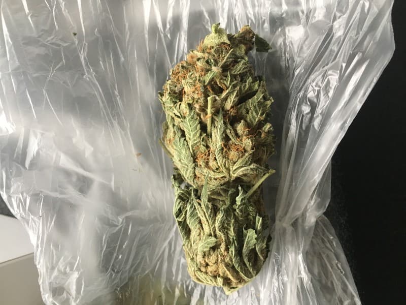 Star Dawg cannabis strain, community photo 4