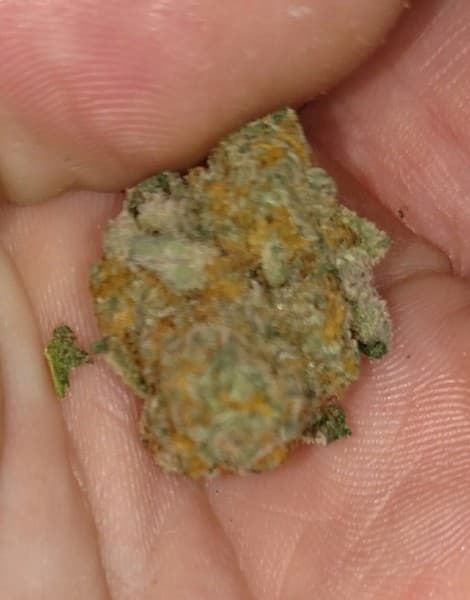 Star Dawg cannabis strain, community photo 9