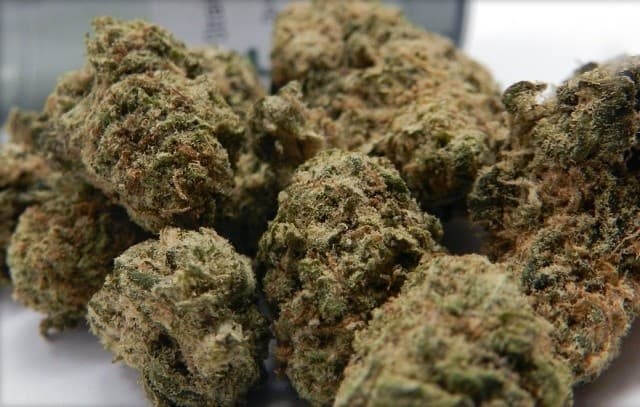 Star Fruit cannabis strain, community photo 1