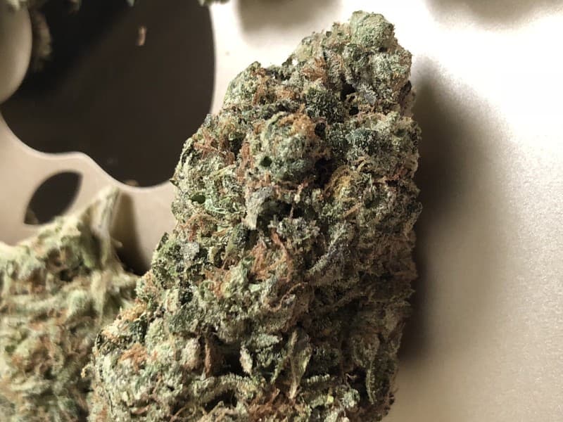 Star Killer cannabis strain, community photo 2