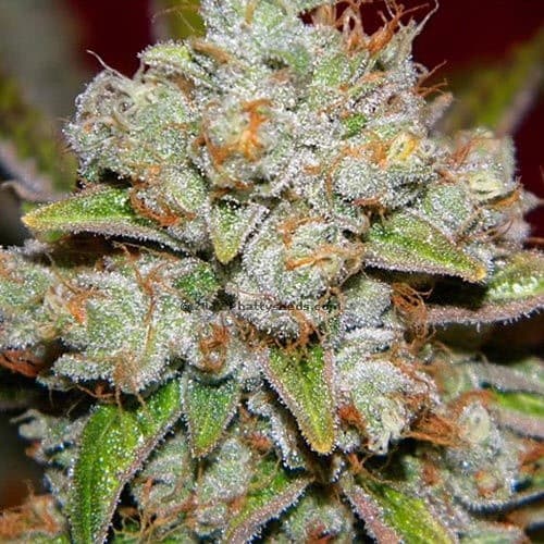 Star Killer cannabis strain, community photo 3