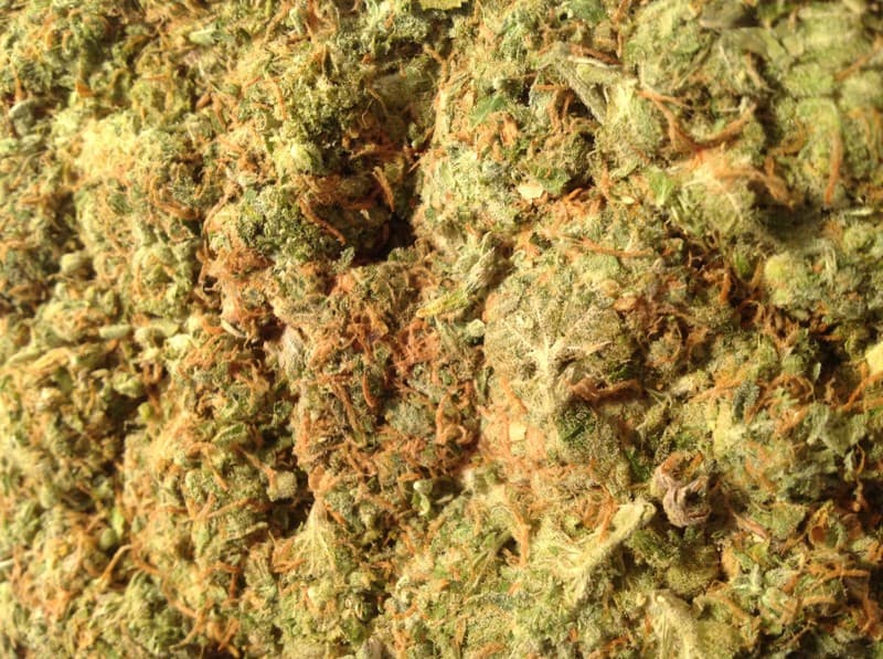 Stardawg cannabis strain, community photo 1