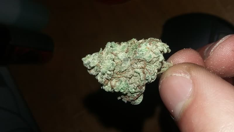 Stardawg cannabis strain, community photo 2