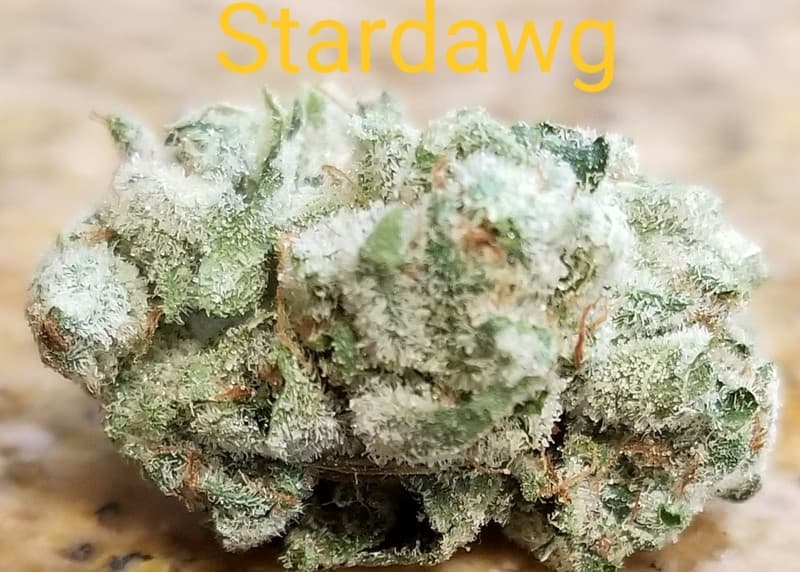 Stardawg cannabis strain, community photo 3