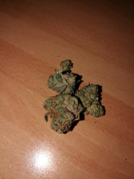 Stardawg cannabis strain, community photo 8