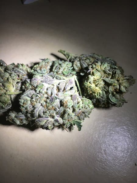 Stardawg cannabis strain, community photo 9